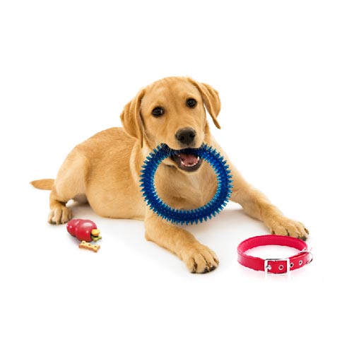 boraceia-ossos-brinquedos-pet boraceia-ossos-brinquedos-pet
