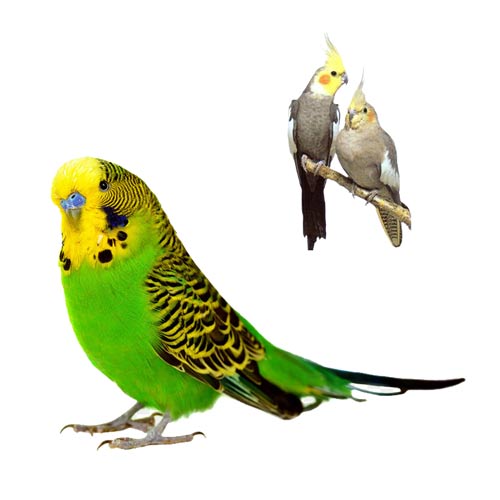 comprar-racao-aves-boraceia-bertioga comprar-racao-aves-boraceia-bertioga