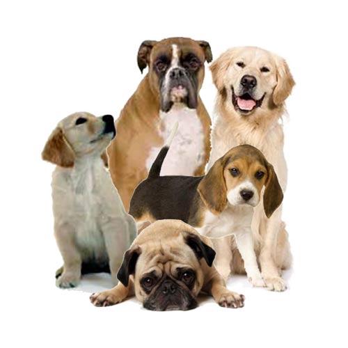 comprar-racaodecachorro-em-boraceia comprar-racaodecachorro-em-boraceia