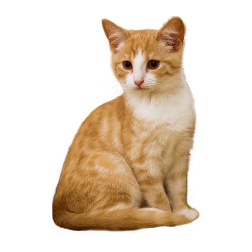 comprar-racaodegatos-em-boraceia comprar-racaodegatos-em-boraceia