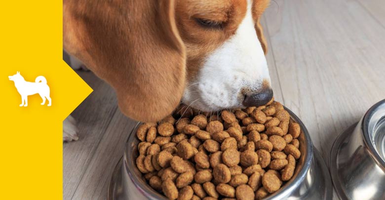 racaocachorroboraceia